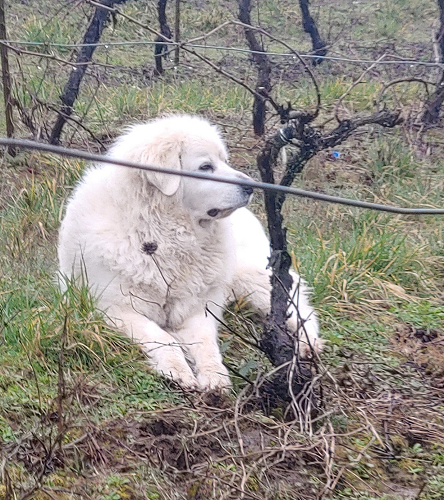 Bianca, Winery Dog out in the vineyard