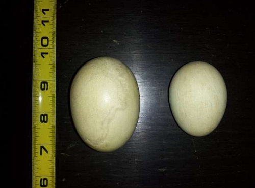 Heckles last large chicken egg