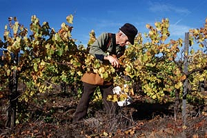 Richard Sommers picking grapes in his vineyard
