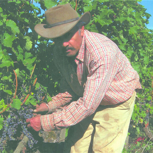Jose picking Cabernet grapes